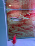 印尼紅龍魚(yú)活體魚(yú)辣椒紅龍超血紅龍金龍魚(yú)活魚(yú)龍魚(yú)小魚(yú)熱帶觀(guān)賞魚(yú) 精品——超血紅龍【包發(fā)色】 22-25cm【證書(shū)芯片齊全】 曬單實(shí)拍圖