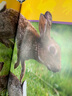 National Geographic Kids Pre-Readers 美國(guó)國(guó)家地理分級(jí)閱讀起步階段 英文原版繪本NationalGeographic 3-6歲兒童少兒英語(yǔ) 曬單實(shí)拍圖