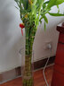僮喲濃帶跟龍竹觀(guān)音竹荷花竹發(fā)財竹富貴竹植物水養客廳綠植水培花卉 直竹80厘米10支人財兩旺富貴榮華 含盆 曬單實(shí)拍圖