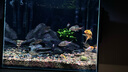 BESSN魚缸底砂造景沙石頭天然底沙水族箱裝飾白沙子鵝卵石陶粒砂小石子 黑金砂 5斤 1~2毫米 曬單實(shí)拍圖