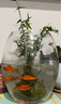 墨薰槿金明竹水養米竹水培苔蘚球植物室內微觀(guān)盆景金明竹紅觀(guān)音竹觀(guān)賞竹 精品米竹苔蘚球【可水培】 裸根不帶土 曬單實(shí)拍圖