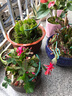 嫁接老漢蟹爪蘭苗新品種帶花苞盆栽陽(yáng)臺(tái)植物四季多色花卉 14杏色黃8顆 不含盆 曬單實(shí)拍圖