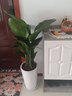 錦楓天堂鳥(niǎo)綠植大型植物室內盆栽鶴望蘭客廳辦公室綠植天堂鳥(niǎo)植物 天堂鳥(niǎo) 高約110cm白螺紋瓷盆 帶盆發(fā)貨 曬單實(shí)拍圖