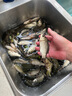 溪山韻水成品魚鉤綁好成品子線雙鉤金袖金海夕秋田狐伊豆野釣大小魚通殺 金袖有刺10副1板 2號鉤 曬單實(shí)拍圖