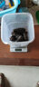 曉琴水產(chǎn)（Xiaoqin Aquatic Product） 九年深海高品質(zhì)淡干生海參50g干貨 曬單實(shí)拍圖