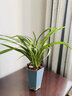 臨雅 蘭花苗盆栽辦公室內桌面綠植物原盆帶土濃香名貴好養花卉盆景 招財濃香【黃金小神童】8苗 不含盆 曬單實(shí)拍圖