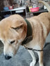 漣木大型犬狗項圈狗圈頸圈中大型犬金毛狗繩狗鏈子牽引繩 軍綠色 L-大型 曬單實(shí)拍圖