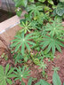 碧鼎羽扇豆種子魯冰花花種籽子四季播種庭院易種花種盆栽開(kāi)花陽(yáng)臺花籽 多年生魯冰花種子 200粒 曬單實(shí)拍圖