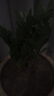 家中有果金錢樹(shù)大盆栽室內(nèi)客廳錢串子招財(cái)植物四季常青大型綠植搖錢樹(shù)發(fā)財(cái) 10-15cm一盆5-6顆 不含盆 曬單實(shí)拍圖