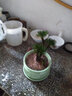 山頭林村野生卷柏盆栽九死還魂草小盆栽植物迷你綠葉植物四季常青 精品3頭型1株 下單 曬單實拍圖