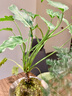 八芽盆栽墨西哥鐵創(chuàng  )意迷你拇指綠植物室內客廳桌面辦公桌花卉四季常青 墨西哥鐵寶寶-鵪鶉蛋盆 帶盆栽好（陶瓷盆） 曬單實(shí)拍圖