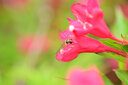 七工匠60mm F2.8二代1:1倍超微距昆蟲(chóng)花卉適用于E口XF口Z50 ZFC M200 A6400 6700 ZVE10 xt5 xt50 Z30 黑色 尼康Z口 曬單實(shí)拍圖