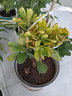 御春閣大葉玉樹(shù)盆栽陽(yáng)臺室內綠植辦公室花卉多肉植物燕子掌金枝玉葉盆栽 黃金花月10厘米(帶土球) 曬單實(shí)拍圖