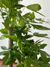 嘆為觀(guān)止大型植物發(fā)財樹(shù)盆栽植物辦公室室內開(kāi)業(yè)喬遷送禮步步高三桿樹(shù)盆栽 發(fā)財樹(shù) 黑螺紋瓷盆 高1.7-1.8m 含盆 曬單實(shí)拍圖