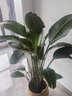 瑰瑋 天堂鳥(niǎo)盆栽鶴望蘭大型辦公室植物家居客廳北歐室內真花綠植 高90-100含編織籃 含盆 曬單實(shí)拍圖
