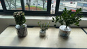 開(kāi)時(shí)果 金枝玉葉盆栽多肉老樁 多肉植物室內桌面綠植盆景源頭直發(fā)包郵 禪緣盆（3年老樁） 曬單實(shí)拍圖