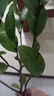 中夢(mèng)盆栽濃香型庭院花卉好養(yǎng)植物四季開(kāi)花帶花苞開(kāi)花不斷 濃香花卉客 黃花含笑 二年苗 曬單實(shí)拍圖