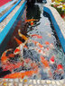MATSUNO日本進(jìn)口錦鯉魚飼料小顆粒上浮增色增艷魚糧育成蝴蝶鯉不渾水魚食 錦鯉中粒1kg4mm【富含益生菌】 曬單實拍圖