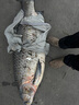 池王（chiwang） 可視魚(yú)桿竿高清探魚(yú)器全套水下高清帶攝像頭的視頻魚(yú)竿套裝釣魚(yú) H95S13MR巨浪二號竿70米全套 曬單實(shí)拍圖