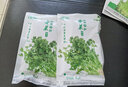 壽禾蔬菜種子批發(fā)大全山東壽光青菜四季9月秋冬蔬菜之鄉(xiāng)種籽陽臺菜籽 香菜種子20gx2包 曬單實拍圖
