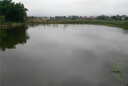 魚(yú)耀魚(yú)塘降氨氮水產(chǎn)養殖持久安全降解氨靈氨氮超標去泥皮蝦蟹魚(yú)塘調水 單瓶裝（建議詢(xún)問(wèn)客服需要用量） 曬單實(shí)拍圖