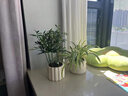 綠蔭巷子綠植室內(nèi)小盆栽辦公室桌面ins風(fēng)好養(yǎng)植物盆景四季常青凈化空氣 【南瓜盆】竹柏+吊牌3張 曬單實(shí)拍圖