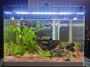異景園魚缸造景陶罐魚躲避屋產(chǎn)卵洞鯛罐蝦屋洞蝦窩異型魚繁殖罐套餐擺件 ZS166六孔蝦屋 曬單實(shí)拍圖