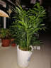 意軒客廳大型植物散尾葵室內花卉綠植大盆栽袖珍椰子苗鳳尾竹四季常青 50-60袖珍椰子 不含盆 曬單實(shí)拍圖