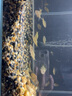 鯤煊5斤大磯沙河沙溪流砂沙雨花石水族魚(yú)缸底砂子造景石頭溪水石 溪流石4-8毫米左右5斤90%人選擇 曬單實(shí)拍圖
