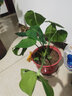 傾顏原盆原土小龜背竹盆栽 室內客廳辦公室大型植物盆景 觀(guān)葉綠植花卉苗 (2-3課)20厘米左右高 簡(jiǎn)易盆土 曬單實(shí)拍圖