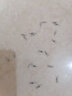 三只鸕鶿合金八字環(huán)大物不銹鋼轉(zhuǎn)環(huán)路亞競技高速8字環(huán)輕量化連接器 合金八字環(huán)8# 20枚 曬單實(shí)拍圖