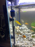 森森（SUNSUN）魚缸加熱棒自動恒溫防爆省電加溫棒小型烏龜?shù)退幻阅慵訜崞?【升級雙感探頭更精準(zhǔn)】100瓦 適合50cm內(nèi)缸 曬單實拍圖