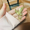紀詩(shī)哲旗艦品牌胸針迭香胸針高檔女奢侈飾品簡(jiǎn)約輕奢小眾禮盒生日禮物 迭香胸針（灰珠） 曬單實(shí)拍圖