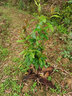 言清嫁接柚子苗柚子樹(shù)苗紅心蜜柚苗庭院陽(yáng)臺盆栽地栽果樹(shù)苗南北方種植 三紅密柚 4年苗（當年結果） 曬單實(shí)拍圖