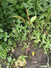 茶葉樹(shù)苗春茶四季茶樹(shù)白茶種植龍井北方老樹(shù)樁綠茶正宗南方碧螺春 白茶4年苗一顆 曬單實(shí)拍圖