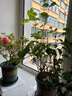 莎之槿園藝【新手養(yǎng)殖】杜鵑花四季開花盆栽花卉綠植辦公室紅掌龜背竹發(fā)財樹鴻運當頭綠蘿茉莉梔子花室內(nèi)盆栽 茉莉花 含盆 曬單實拍圖