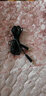 得勝（TAKSTAR） 小蜜擴(kuò)音器E6E126E129E8E188E200E180M專用充電器適配器原裝通用配件綁帶肩帶耳麥小海綿 圓口充電線 曬單實(shí)拍圖