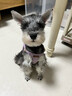 puppytie狗狗外出牽引繩背心式遛狗繩寵物用品狗繩子調(diào)節(jié)小型犬胸背帶泰迪 香芋色-胸背+牽引繩 XS-超小型建議 4-10斤 曬單實(shí)拍圖