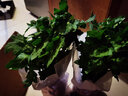 多頭菊花盆栽帶花四季好養(yǎng)室內陽臺雛菊千頭菊荷蘭菊好養(yǎng)綠植花卉 黃色菊 帶花苞 帶盆栽好 曬單實拍圖