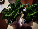 多頭菊花盆栽帶花四季好養(yǎng)室內陽臺雛菊千頭菊荷蘭菊好養(yǎng)綠植花卉 黃色菊 帶花苞 帶盆栽好 曬單實拍圖