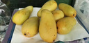 橙小士海南三亞金煌芒 新鮮水仙大芒果大果水果現摘甜心黃皮年貨整箱 5斤中果【實(shí)惠優(yōu)選】單果200g+ 曬單實(shí)拍圖