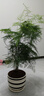 開時果 大文竹盆栽老樁精品植物 大棵文竹室內(nèi)大型綠植盆景源頭直發(fā)包郵 5年大文竹+錢途無量盆/約40-50cm 曬單實拍圖