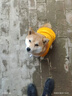 冇寵柴犬狗狗秋裝加絨冬天衣服柯基比熊泰迪中小型犬春秋季衛衣防掉毛 黃色 XL胸52cm/背40cm（約11-15斤) 曬單實(shí)拍圖