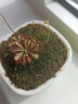 馨音捕蠅草盆栽超大食蚊草食蟲(chóng)植物宿舍室內趣味盆栽 勺葉茅膏菜 帶盆栽好 曬單實(shí)拍圖