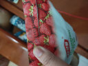 舒可曼冻干草莓粉100g 果蔬粉蒸馒头雪花酥调色家用烘焙原料 实拍图