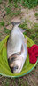 漁之源 漁之源魚(yú)護魚(yú)網(wǎng)兜漁護涂膠加厚速干魚(yú)戶(hù)裝魚(yú)袋魚(yú)護網(wǎng)釣魚(yú)網(wǎng)袋 35cm 3m 【加固卡邊-升級Ⅱ代】贈魚(yú)護包 曬單實(shí)拍圖