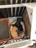 京狼圖騰泰迪幼犬 茶杯犬 純種狗狗活體泰迪寵物狗活體小狗活物貴賓 灰色 曬單實拍圖