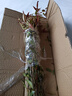 旺之春南天竹盆景老樁盆栽南天竺花苗火焰紅南天竹樹(shù)苗四季庭院觀(guān)葉植物 南天竹/紅天竹40-50cm高5顆 不含盆 曬單實(shí)拍圖