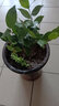 語(yǔ)安香妃山茶花苗盆栽五色赤丹花卉植物室內好養杜鵑茶花樹(shù)苗四季開(kāi)花 紅赤丹茶花苗 3年茶花苗+1包肥料 曬單實(shí)拍圖