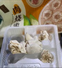 五芳齋【速凍】速凍方便速食早餐茶點(diǎn)冰鮮包裝 (單裝10只)蝦仁燒賣250g 曬單實(shí)拍圖